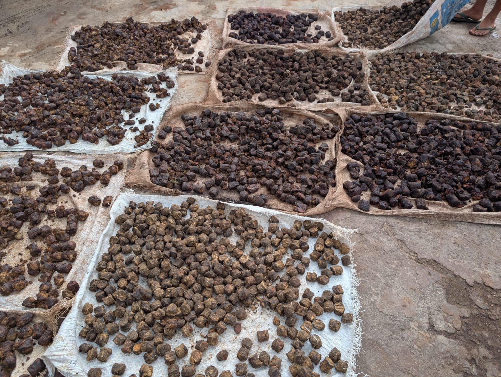 Gambier di gudang Pak Haji OL (2)